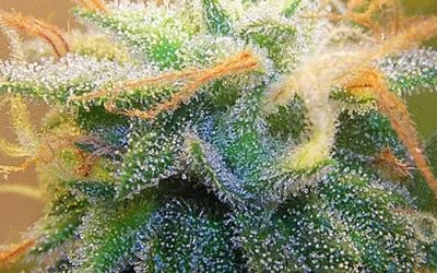 Medical Cannabis: Nature’s Healing Herb